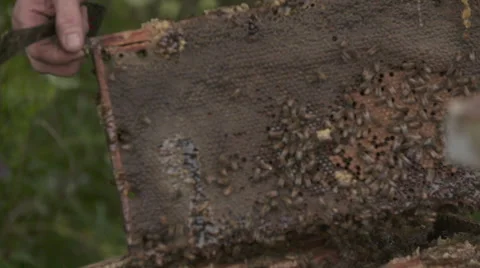 Beekeeper inspecting Vídeo Stock 56915546