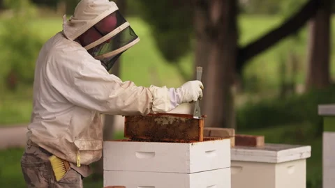 Beekeeper inspecting frame Stock-Footage 287894095