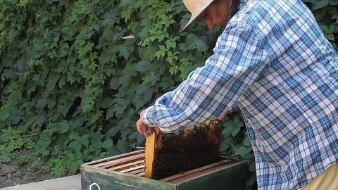 Beekeeper Inspecting Frames Video stock 103285914
