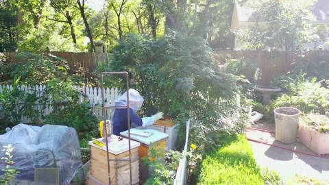 Beekeeper inspecting her hives Bees swarming 4K Stock Footage 144031616