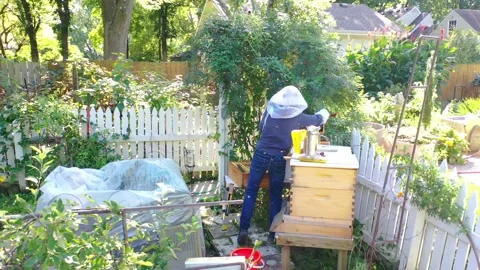 Beekeeper inspecting her hives Bees swarming 4K Stock Footage 144031623