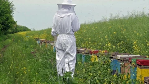 Beekeeper inspecting his beehives Stock Footage 75936880