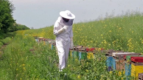 Beekeeper inspecting his beehives Stock Footage 75936919