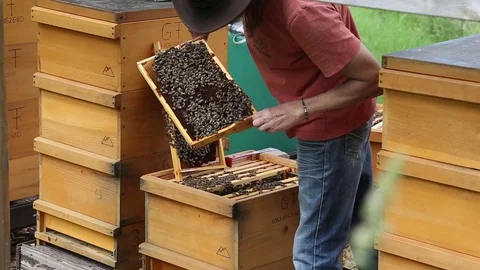 Beekeeper inspecting his bees Stock Footage 71193270