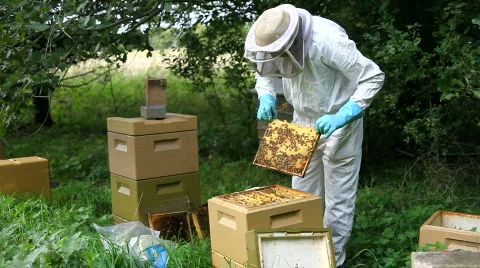 Beekeeper inspecting the hive Stock Footage 855954