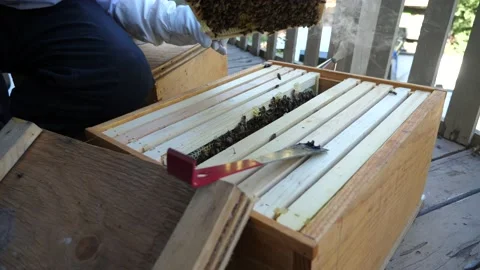 Beekeeper inspecting a hive Stock Footage 136275932