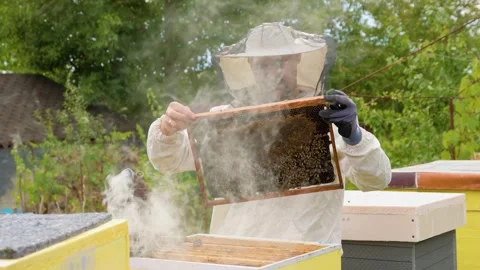 Beekeeper inspecting hive frames at apiary during sunny afternoon Stock Footage 303982537