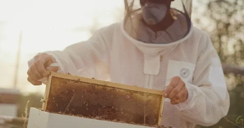 Beekeeper inspecting a hive at sunset Stock Footage 120225955