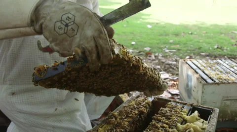 Beekeeper inspecting a honey bee brood frame Stock Footage 54261915