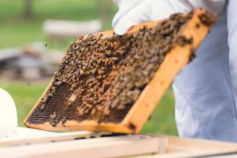 Beekeeper Inspecting Honey Bees on a Frame Stock Photos