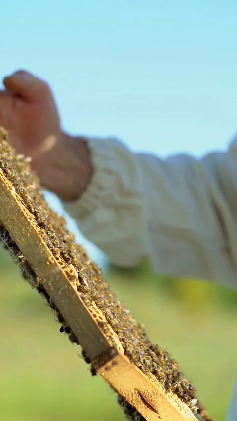 Beekeeper inspecting a honey frame full of bees, showcasing a vibrant beehi.. Stock Footage 337641027