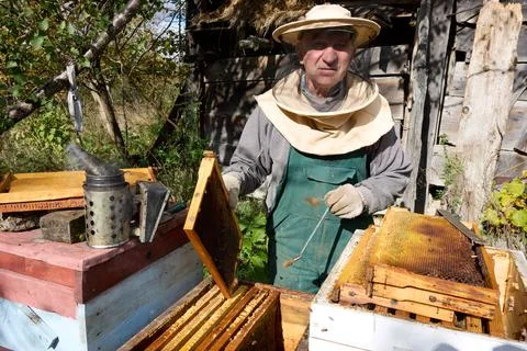 Beekeeper inspecting honeycomb at apiary, using smoker, beekeeping Stock Photos