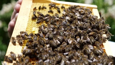 Beekeeper Inspecting Honeycomb with Busy Bee Colony – 4K Stock-Footage 320163027