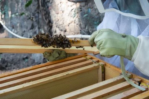 Beekeeper inspecting honeycomb cluster inside wooden hive Stock Photos