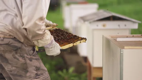 Beekeeper inspecting honeycomb Stock-Footage 287893722