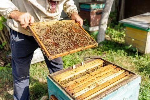 Beekeeper inspecting honeycomb frame above open hive at outdoor apiary site Stock Photos