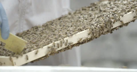 Beekeeper inspecting honeycomb frame and bees from hive Stock Footage 306988200