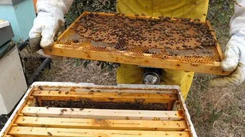 Beekeeper inspecting honeycomb frame at apiary Stock Footage 94174320