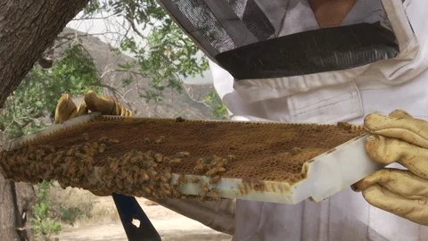 Beekeeper inspecting honeycomb frame at apiary Stock Footage 100172513