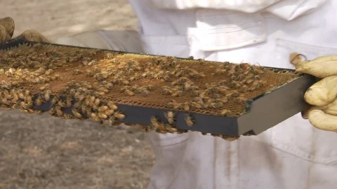 Beekeeper inspecting honeycomb frame at apiary Video stock 100172558