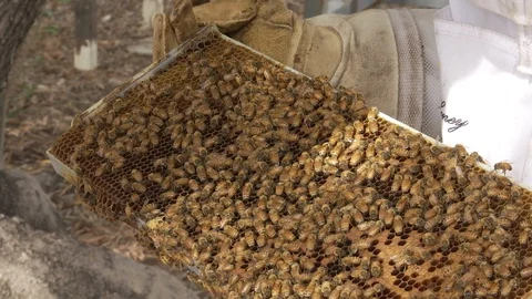 Beekeeper inspecting honeycomb frame at apiary Video stock 100172601