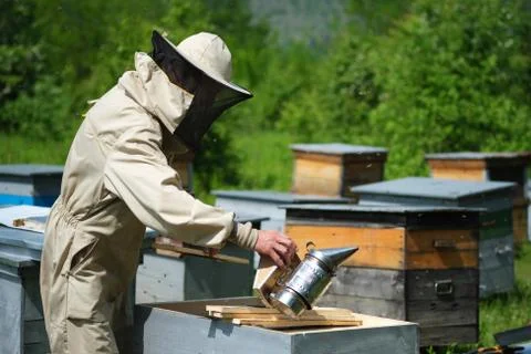 Beekeeper inspecting honeycomb frame at apiary at the summer day. Man working in Stock Photos