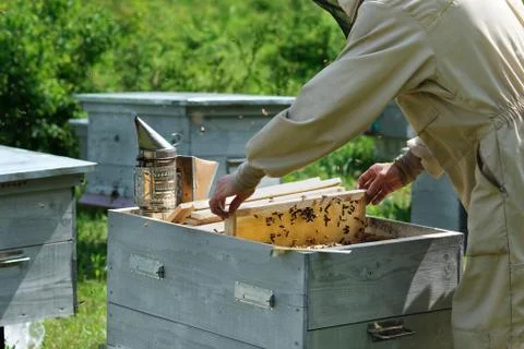 Beekeeper inspecting honeycomb frame at apiary at the summer day. Man working in Stock Photos