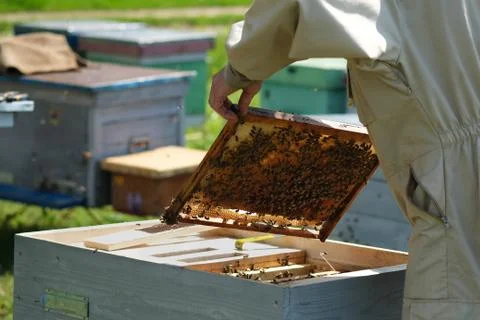 Beekeeper inspecting honeycomb frame at apiary at the summer day. Man working in 스톡 사진