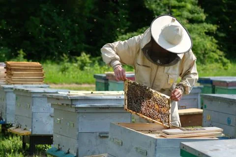Beekeeper inspecting honeycomb frame at apiary at the summer day. Man working in Stock Photos