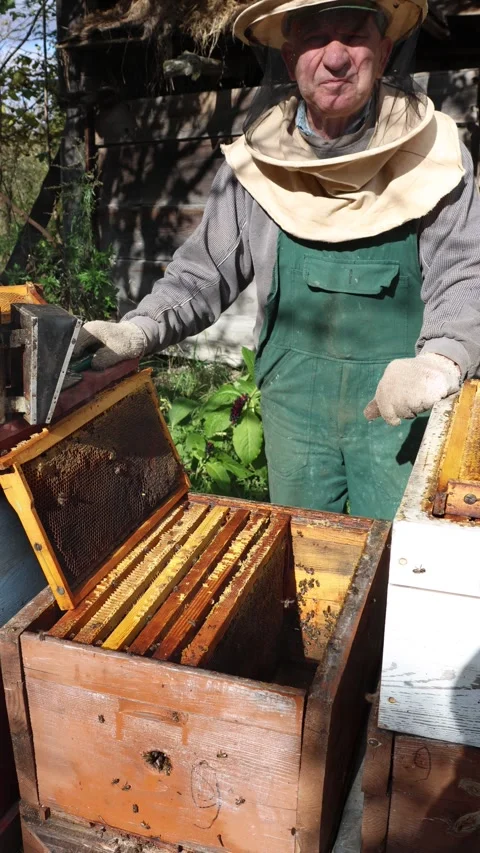 Beekeeper inspecting honeycomb frame with bees near wooden beehive. Stock Footage 318900877