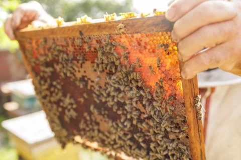Beekeeper inspecting honeycomb frame with bees at apiary Stock Photos