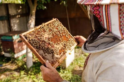 Beekeeper inspecting honeycomb frame with bees during outdoor apiary check Stock Photos