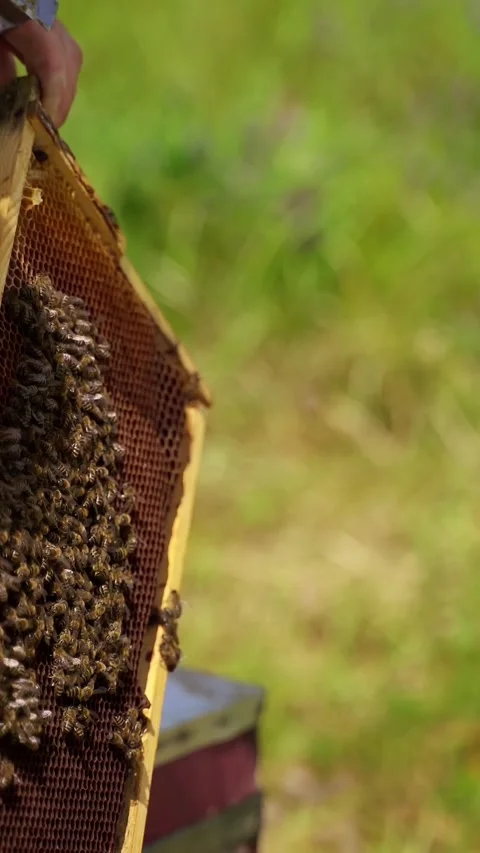 Beekeeper inspecting honeycomb frame covered with bees outdoors. Stock Footage 337641058