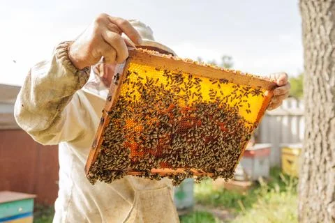 Beekeeper inspecting honeycomb frame covered with bees at outdoor apiary Stock Photos