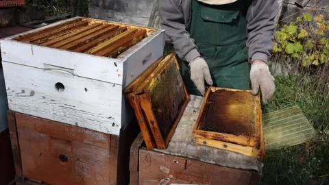 Beekeeper inspecting honeycomb frame Stock Footage 318901075