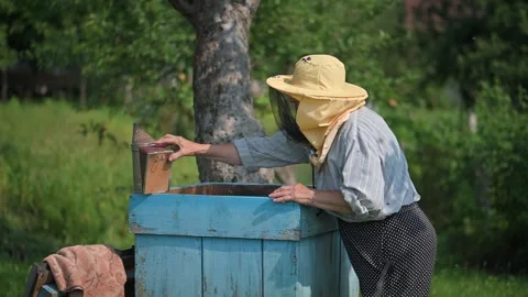 Beekeeper inspecting a honeycomb frame full of bees Stock Footage 247891831