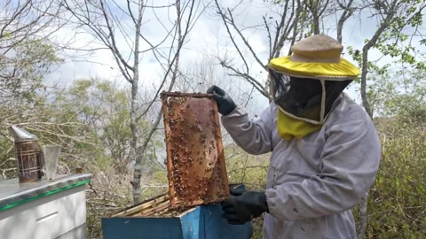 Beekeeper Inspecting Honeycomb Frame in Protective Suit Outdoors Stock Footage 341870558
