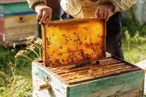Beekeeper inspecting honeycomb frame at rustic apiary during harvest Stock Photos