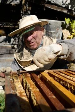 Beekeeper inspecting a honeycomb frame using a hive tool. Stock Photos