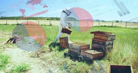 Beekeeper inspecting honeycomb frame walking field with animated pie charts Stock Footage 308026879