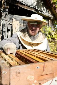 Beekeeper inspecting honeycomb frames, ensuring bee colony health. Stock Photos