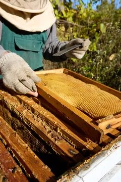 Beekeeper Inspecting Honeycomb Frames on Sunny Day. Stock Photos