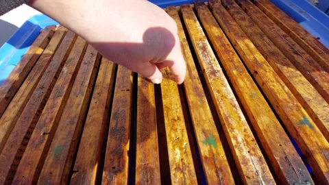 Beekeeper inspecting wooden beehive frames in a blue container Vídeo Stock 333643073
