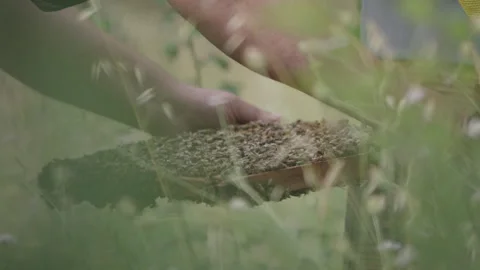 Beekeeper inspecting a wooden hive frame teeming with active honeybees Stock Footage 338011062