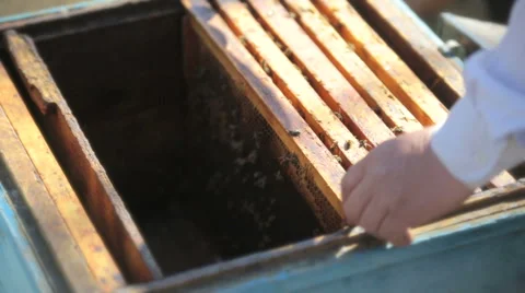 Beekeeper inspection control framework in apiary with bee honey Video stock 49169780