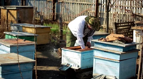 Beekeeper inspection control framework in apiary with bee honey Stock Footage 49169910