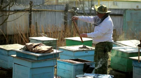 Beekeeper inspection control framework in apiary with bee honey Stock Footage 49170897
