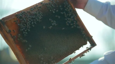 Beekeeper inspection control framework in apiary with bee honey Stock Footage 49172392