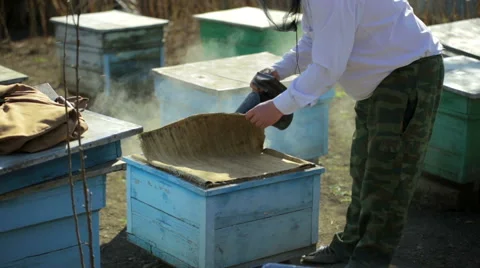 Beekeeper inspection control framework in apiary with bee honey Stock Footage 49174227