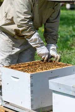 The beekeeper inspects the bee frames, removing them from the hive. Stock Photos